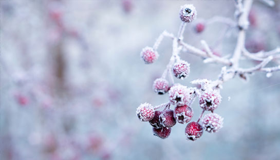 Berries in snow