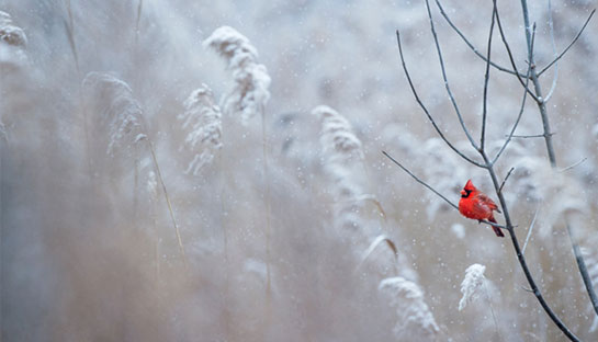 Cardinal on branch in snow