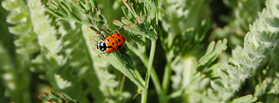 Biodynamic farming... even the ladybug has an honored role on the farm.