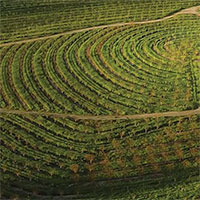 Biodynamic Vineyard