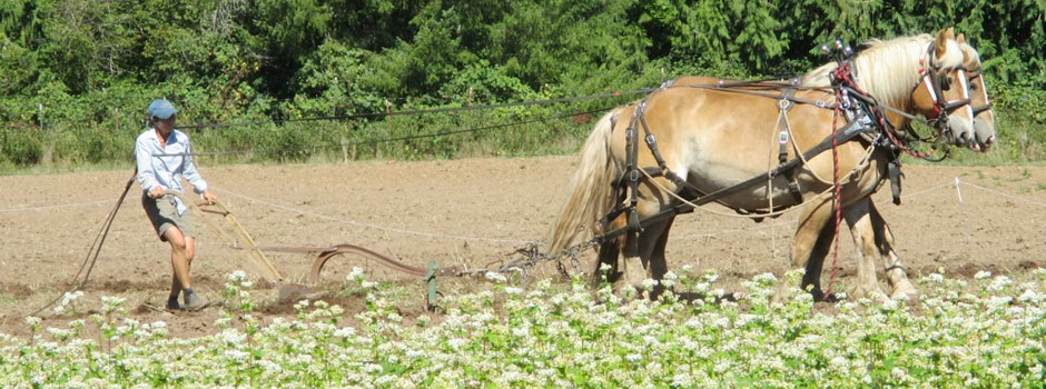 Cowhorn Vineyard & Garden