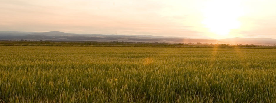 Ditzler Ranch Organics • Durham, CA